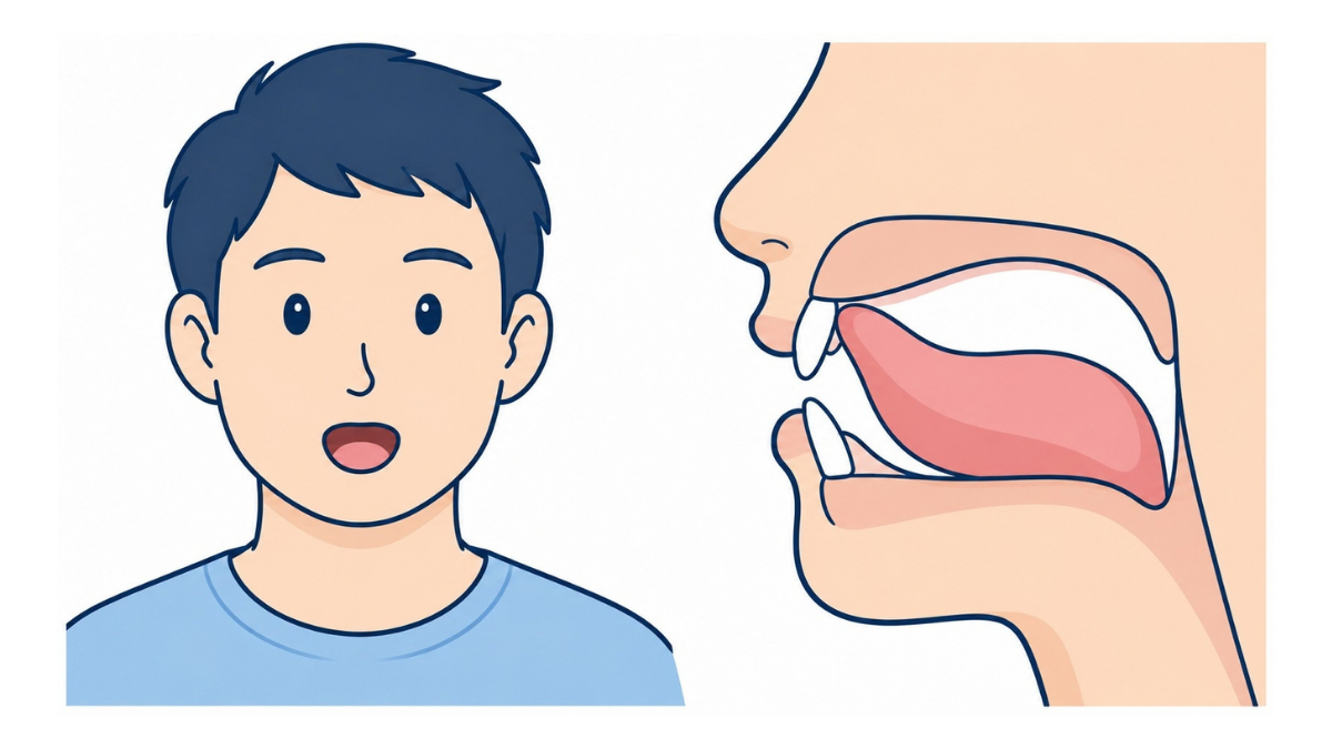 パタカラ体操「タ」のイラスト(文字なし)|舌先を上の前歯の裏に当て、「タ」と発音する口腔体操の図です