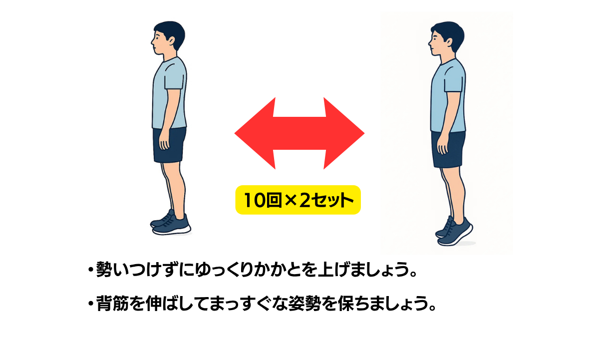 ヒールライズのイラスト(説明文つき)|立位でかかとを上げ下げする下腿三頭筋(ふくらはぎ)の筋力強化運動です